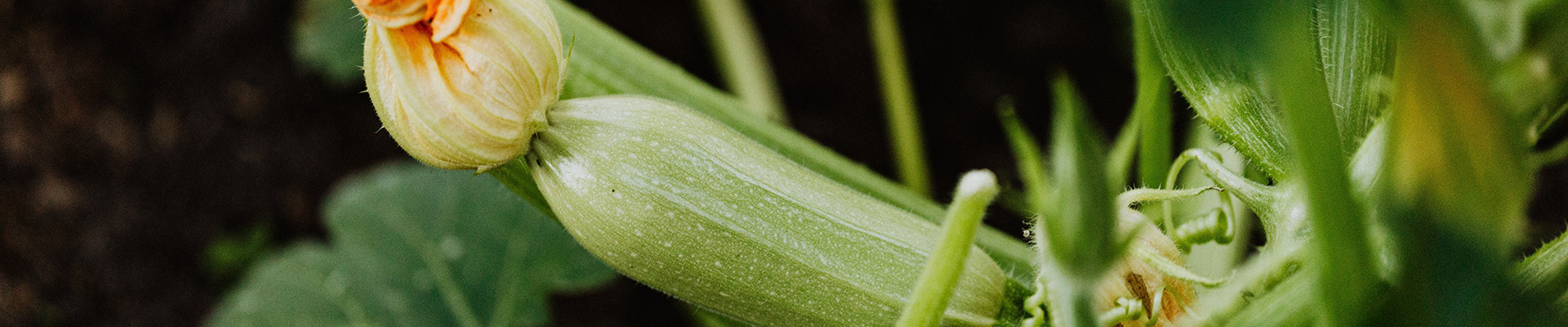 菜色創新_福禧農產品