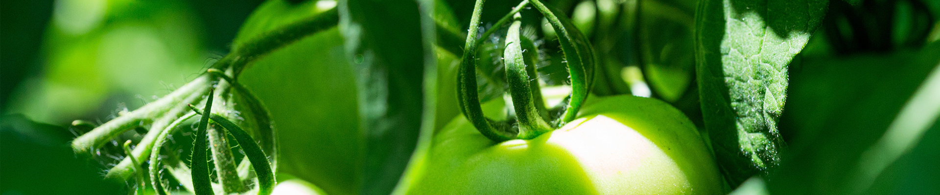 勇創大缽爺的故事